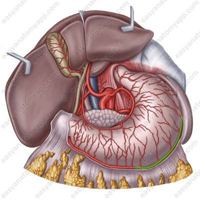 Левая желудочно-сальниковая артерия (a. gastroomentalis sinistra)